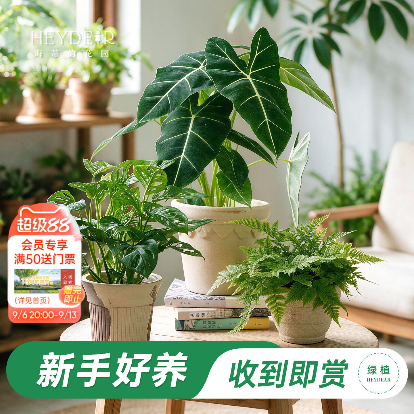 海蒂的花园室内耐阴好养绿植盆栽图片