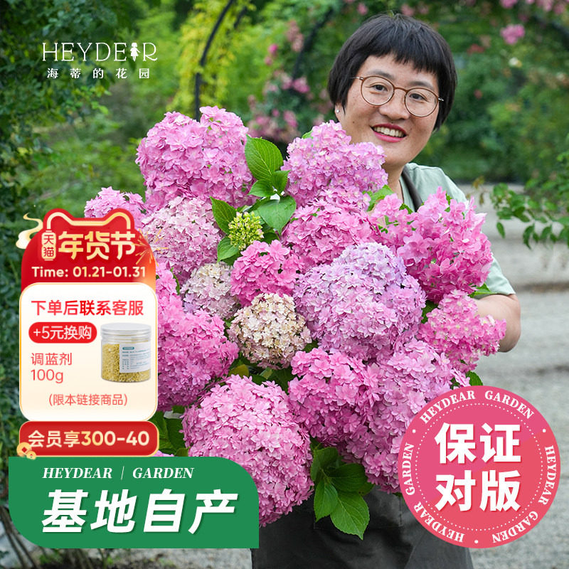 海蒂的花园旗舰店绣球花苗新品大花绣球花盆栽庭院阳台花卉植物,鲜花速递/花卉仿真/绿植园艺,绣球/木绣球/木本植物,淘宝优惠券,粉丝福利购,淘宝优惠卷