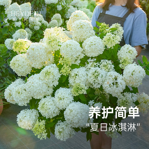 圆锥绣球棒棒糖盆栽耐热耐寒