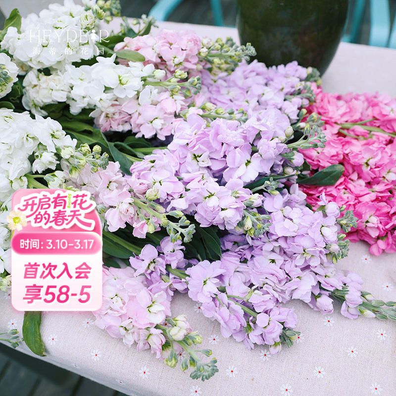 海蒂的花园紫罗兰草本花卉室内切花植物耐阴阳台庭院盆栽花苗