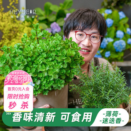 多种类型香草植物香型各异