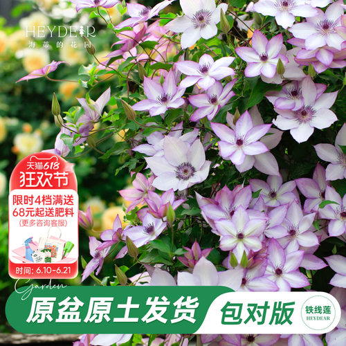 海蒂的花园旗舰店铁线莲苗花园阳台花卉铁线莲花柱盆栽苗庭院可种