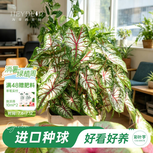 好种易发芽室内可栽种