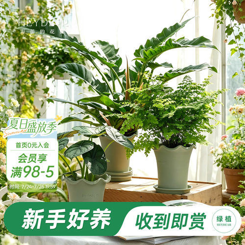 海蒂的花园绿植成品套盆桌面盆栽