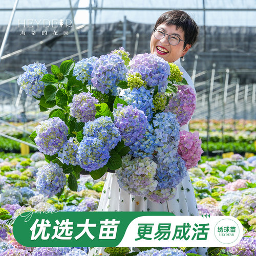 海妈家自产绣球花苗新手易养