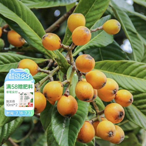 种植白沙枇杷海蒂的花园