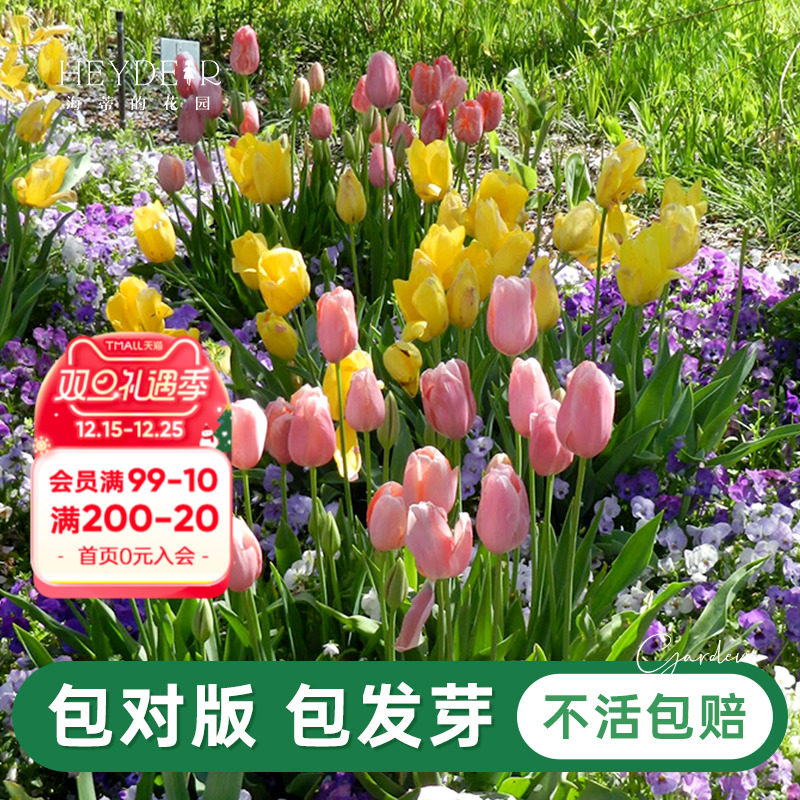 海蒂的花园旗舰店郁金香种球自然球花卉植物阳台花园球根花种