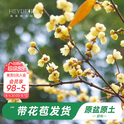 海蒂的花园腊梅花苗易活好养