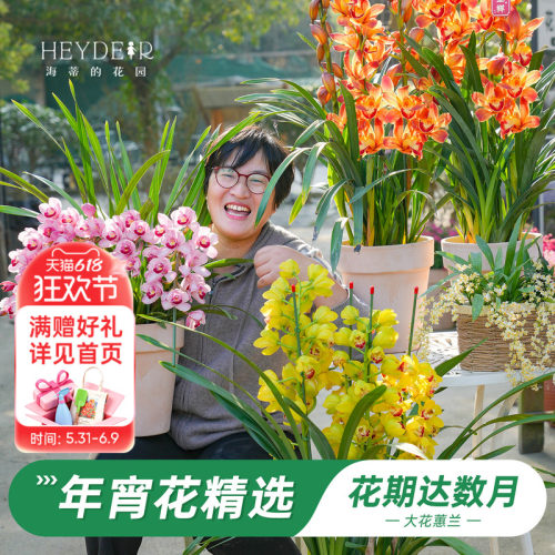 海蒂的花园大花蕙兰盆栽花苗