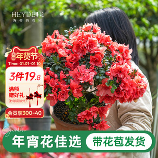 海蒂的花园旗舰店杜鹃花苗多年生灌木阳台庭院耐阴花卉盆栽植物