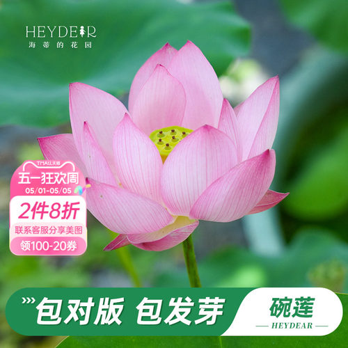 海蒂的花园水培碗莲苗
