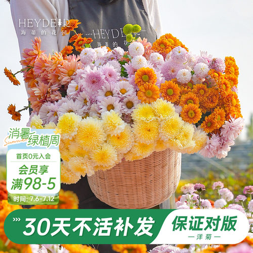 洋菊盆栽花苗易养易爆花