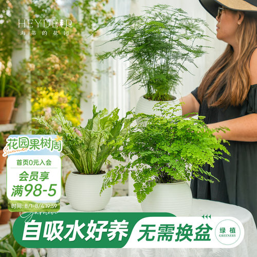 铁线蕨自吸水绿植盆栽室内花卉