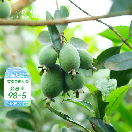 海蒂的花园菲油果果树果苗