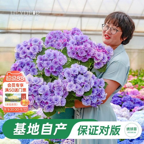 海妈家新品大花绣球数量有限