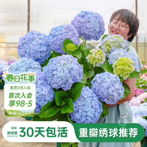 海蒂的花园重瓣绣球阳台庭院可种