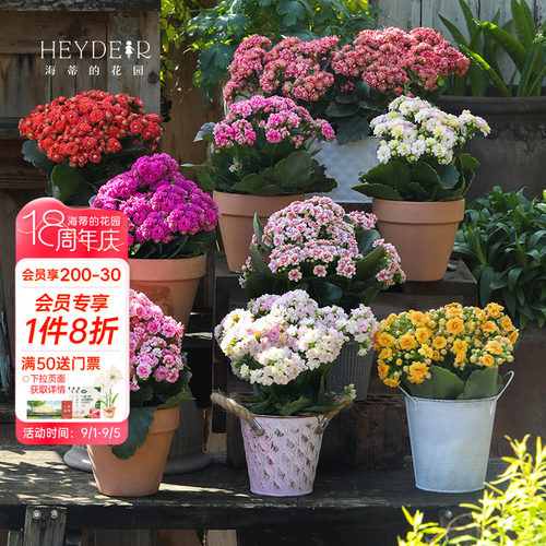 海蒂的花园官方旗舰店长寿花盆栽室内阳台桌面植物花卉带花苞发货