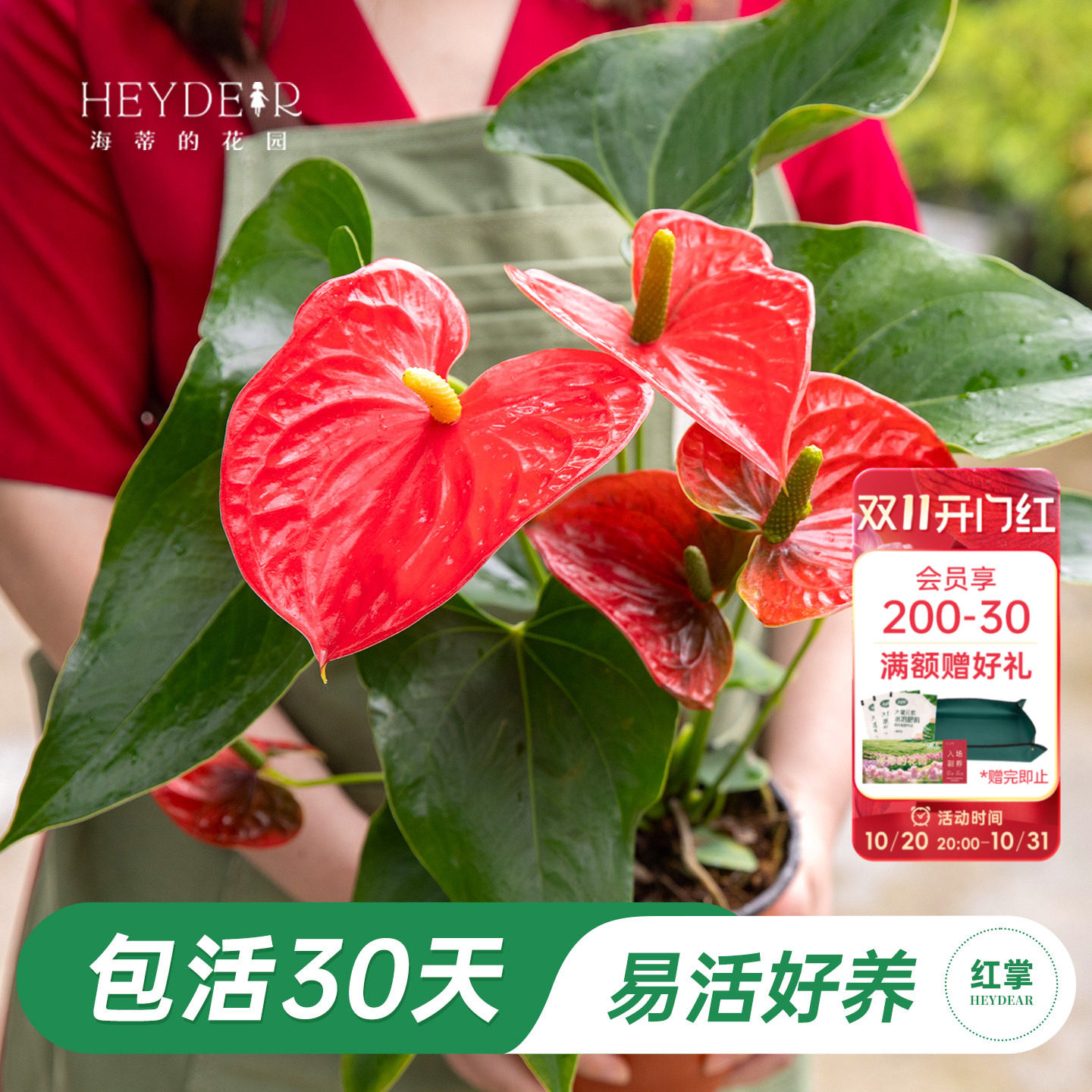 海蒂的花园红掌盆栽室内花卉年宵花办公室绿植易活植物客厅大花