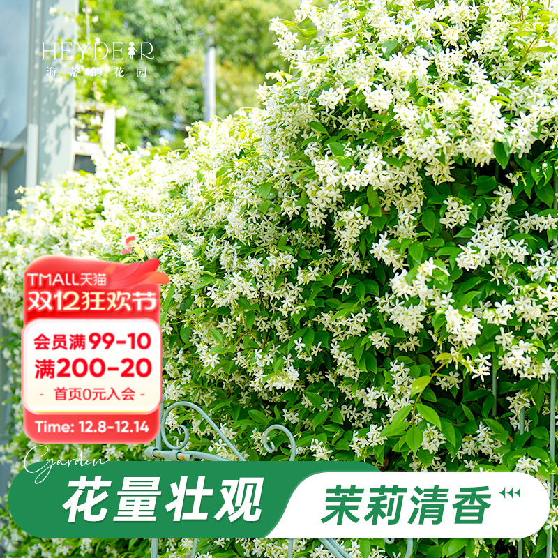 海蒂的花园风车茉莉爬藤阳台