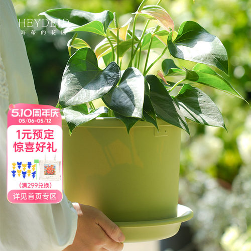 爱丽思月季绣球绿植花卉花盆托