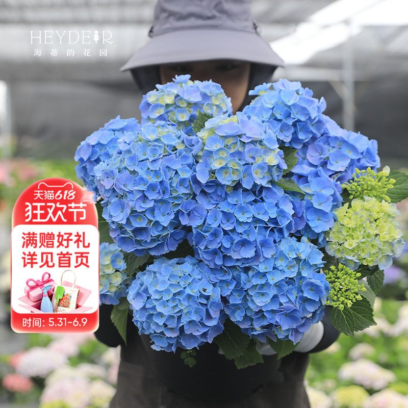 海蒂的花园旗舰店绣球花盆栽无尽夏薄荷拇指花手鞠绣球花苗大花