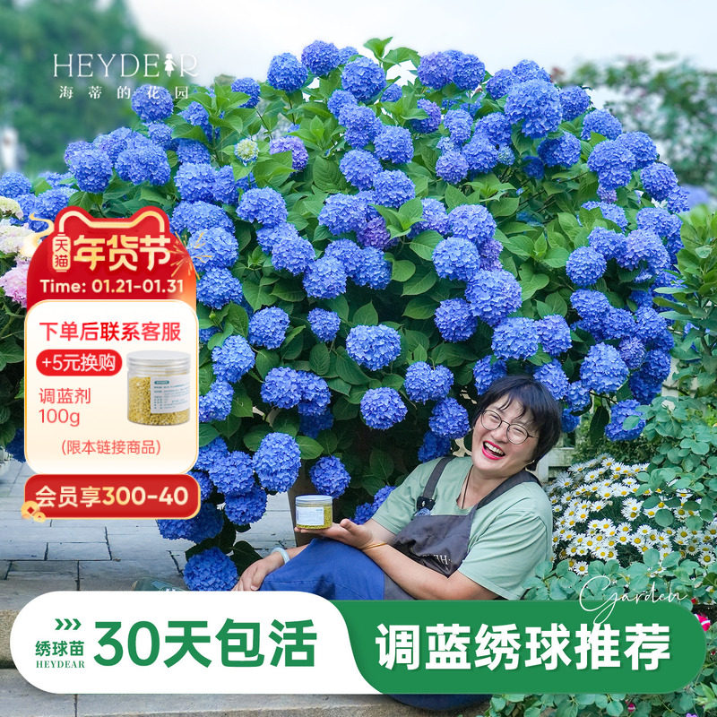 海蒂的花园旗舰店绣球花盆栽调蓝大花绣球大海蓝阳台花园室内可种,鲜花速递/花卉仿真/绿植园艺,绣球/木绣球/木本植物,淘宝优惠券,粉丝福利购,淘宝优惠卷