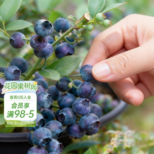 海蒂的花园旗舰店蓝莓树果苗北方可种绿植庭院盆栽蓝莓树果苗阳台