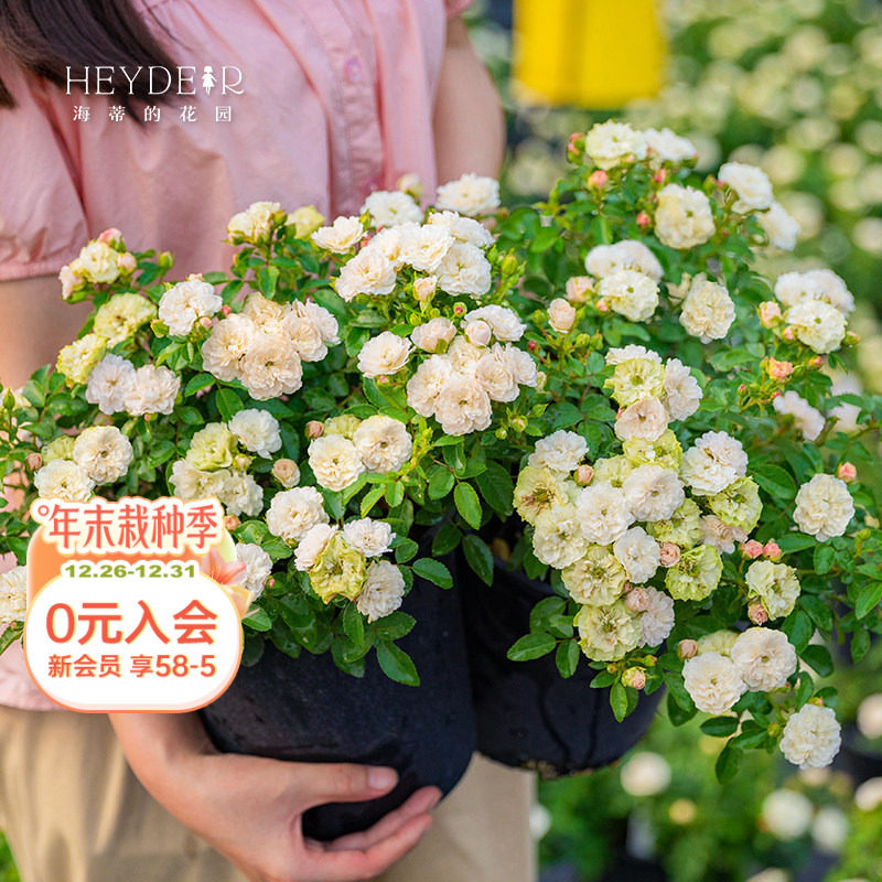 ���ٵĻ�԰�̱�΢���¼��Ứ�༾����������̨ͥԺ�������Ի��� 22.4Ԫ