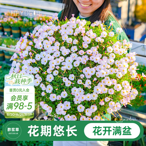 酢浆草包对版新手易种盆栽花卉