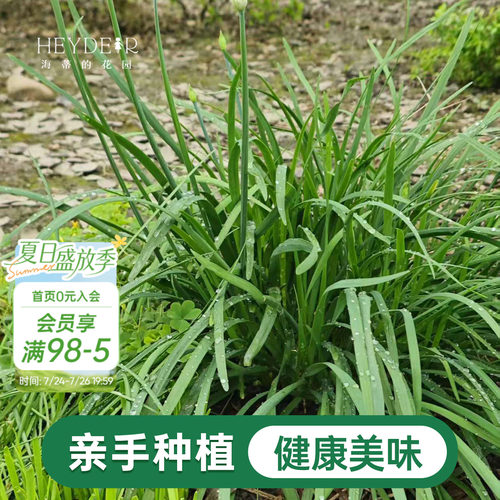 海蒂的花园 韭菜苗带土菜苗盆栽苗易养多年生家庭阳台庭院蔬菜苗