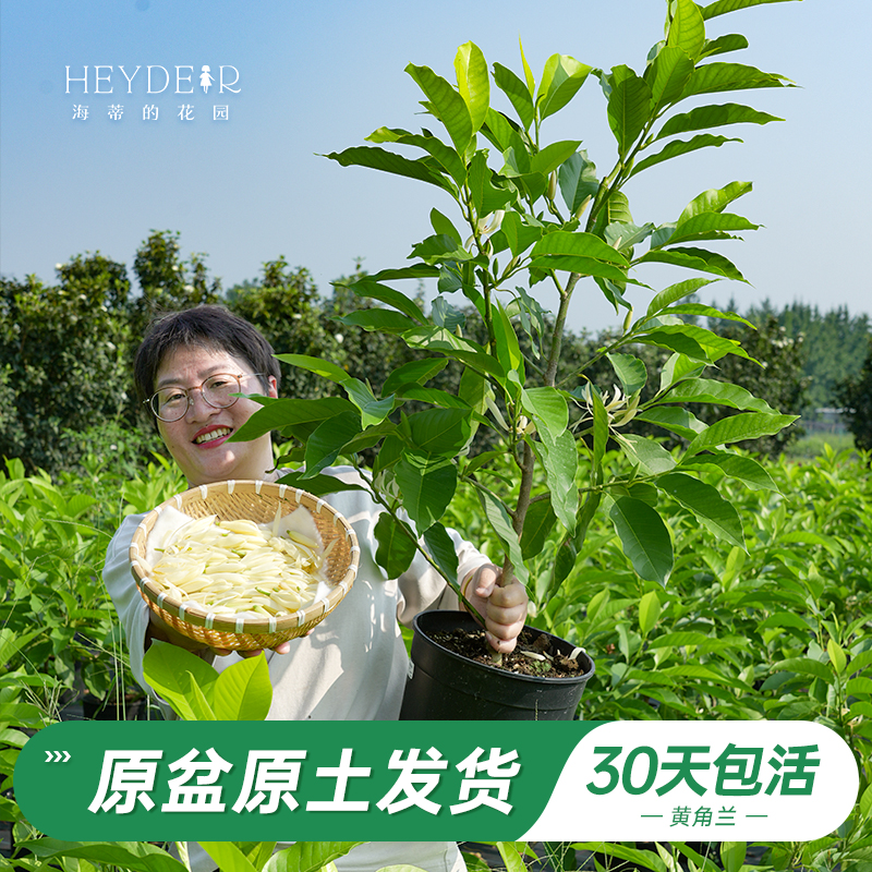 海蒂的花园旗舰店黄葛兰黄角兰白兰屋顶庭院植物香味花卉树苗盆栽