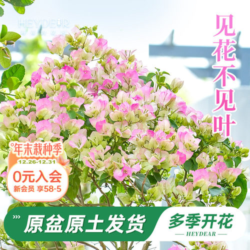 带盆发货30天包活品牌保障