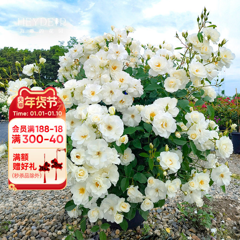 ���ٵĻ�԰ ֱ����ɽŷ�·Ứ��ľ�¼�������ͥԺ����ֲ�������� 111.85Ԫ��5��(��22.37Ԫ/��)