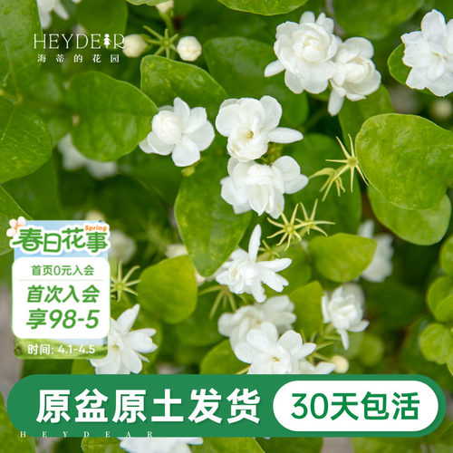 带花苞茉莉花30天养死包赔