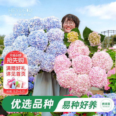 海妈家新品大花绣球上架