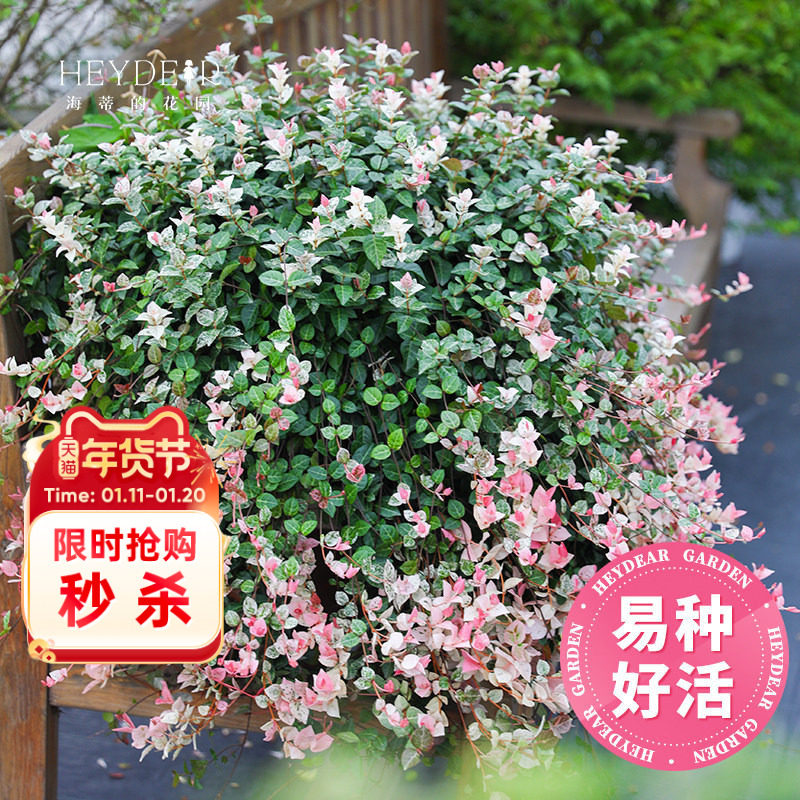 海蒂的花园花叶络石四季常绿好养观叶垂吊植物阳台室内绿植盆栽苗,鲜花速递/花卉仿真/绿植园艺,绿植,淘宝优惠券,粉丝福利购,淘宝优惠卷