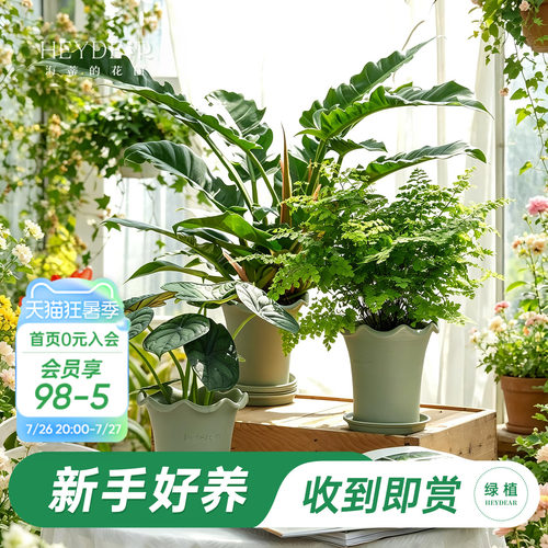 海蒂的花园绿植成品套盆桌面盆栽