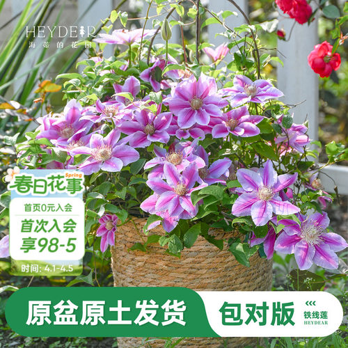 海蒂的花园旗舰店铁线莲苗乌托邦倒影爬藤铁线莲盆栽苗庭院可种