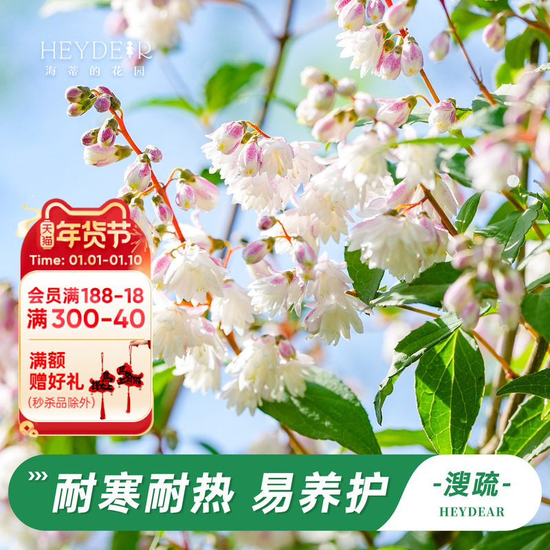 海蒂的花园溲疏爱丽丝粉铃铛等庭院楼顶造景花灌木花卉植物盆栽苗