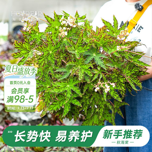 办公室绿植室内开花植物