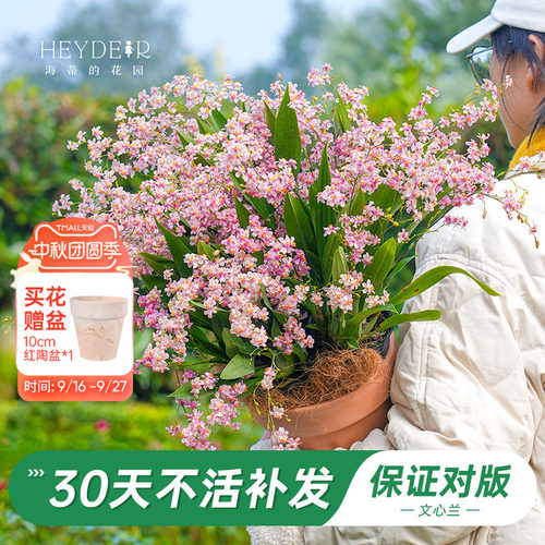 梦香文心兰室内开花香气四溢
