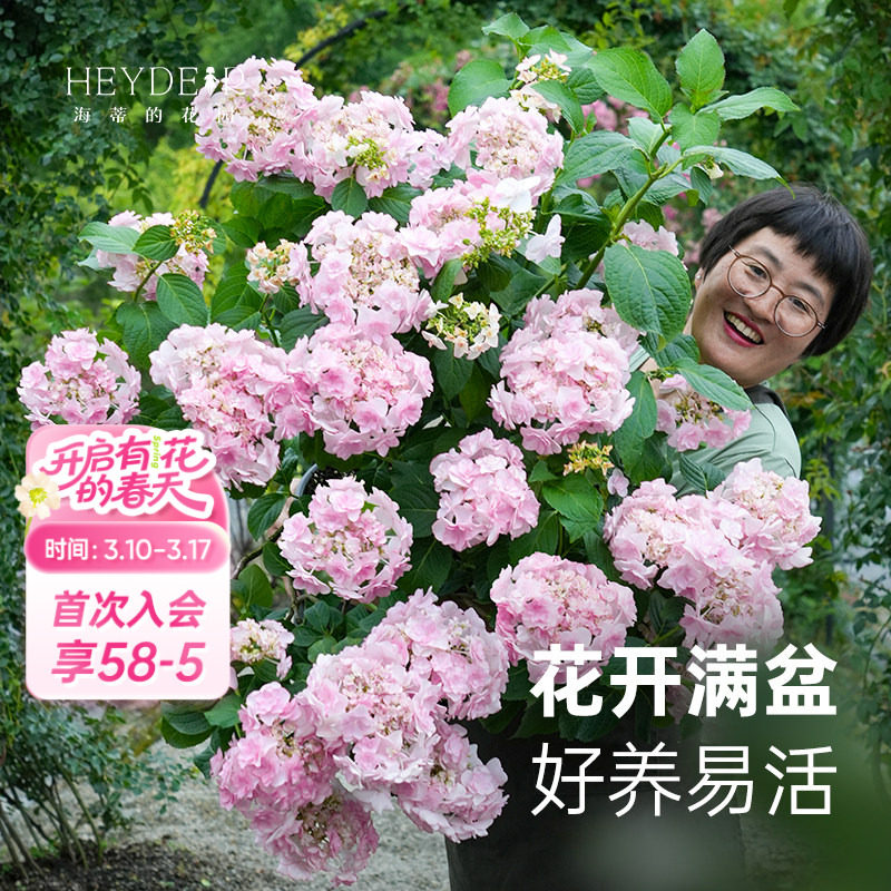 海蒂的花园旗舰店大花绣球花手鞠无尽夏花园阳台庭院花卉盆栽苗