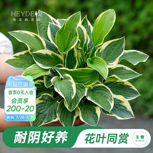 海蒂的花园玉簪阳台庭院观叶