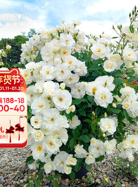 海蒂的花园 直立冰山欧月丰花灌木月季花量大庭院花卉植物盆栽苗