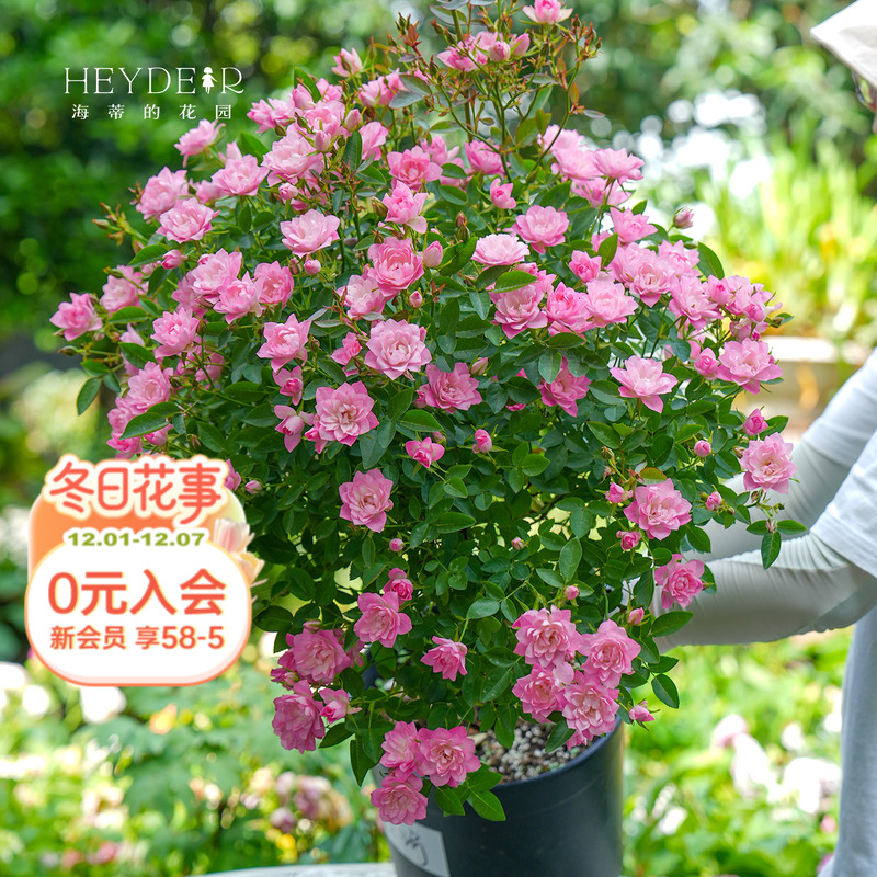 天荷微型月季丰花粉色