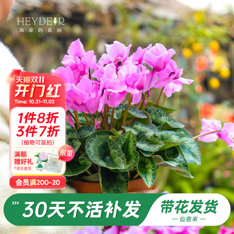 海蒂的花园旗舰店仙客来盆栽苗冬季开花客厅办公桌花卉植物室内花