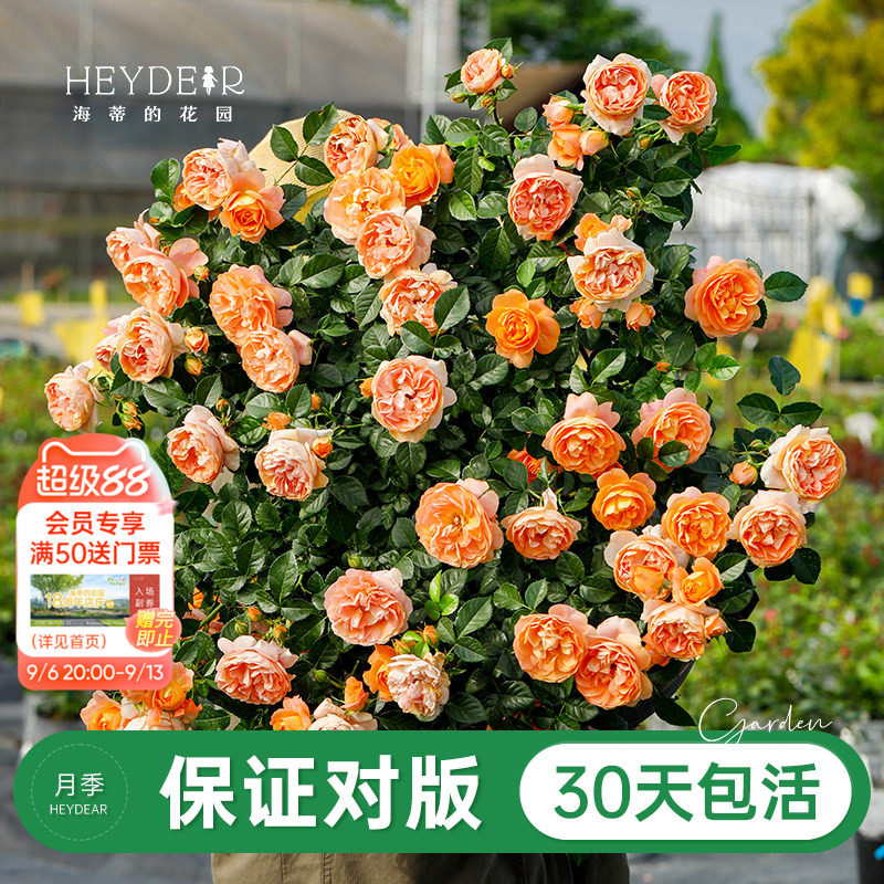品牌优选月季30天包活图片