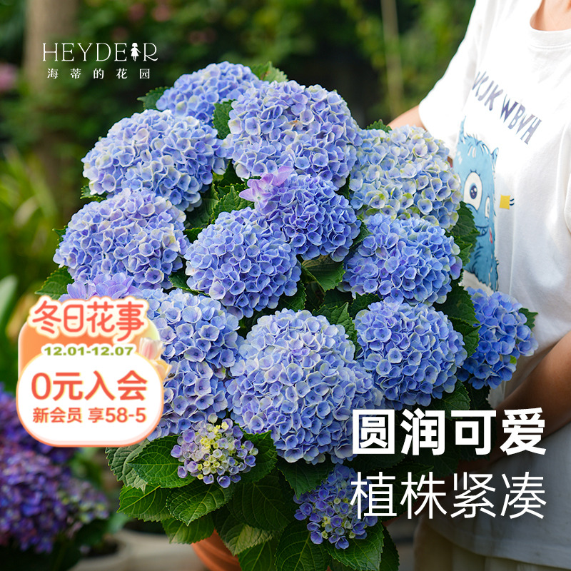 海蒂的花园绣球花魔幻革命