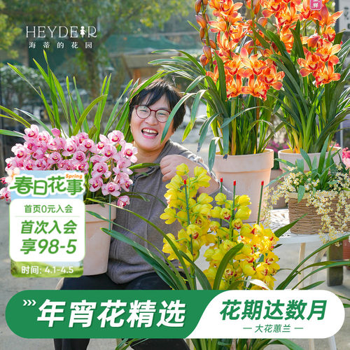 海蒂的花园大花蕙兰盆栽花苗