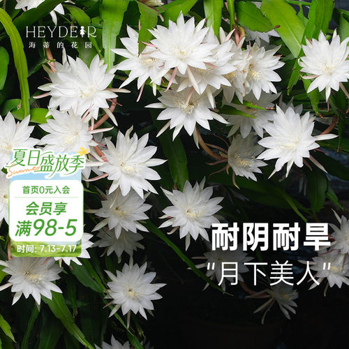 海蒂的花园昙花多年生好养花卉